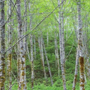 A low cost holistic solution to a complex problem